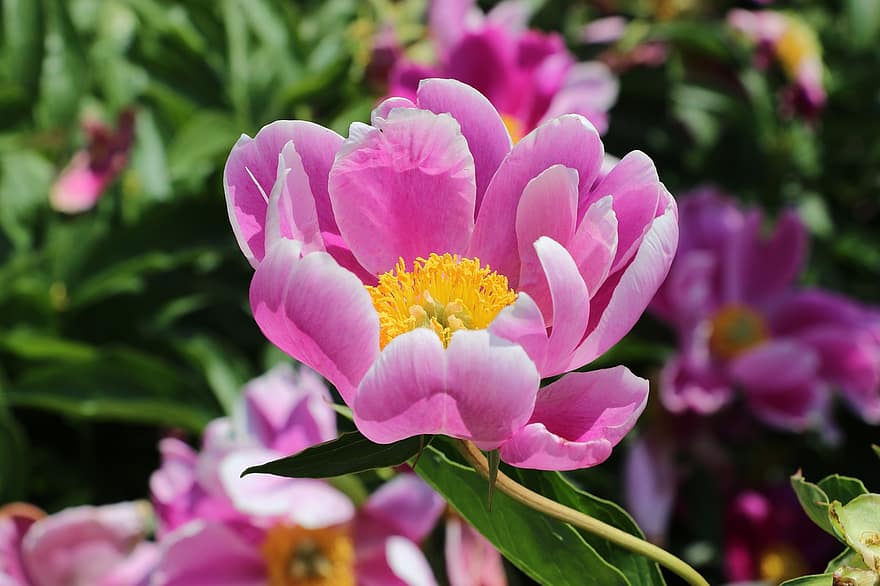 الفاوانيا ، ازهار زهرية اللون ، حديقة