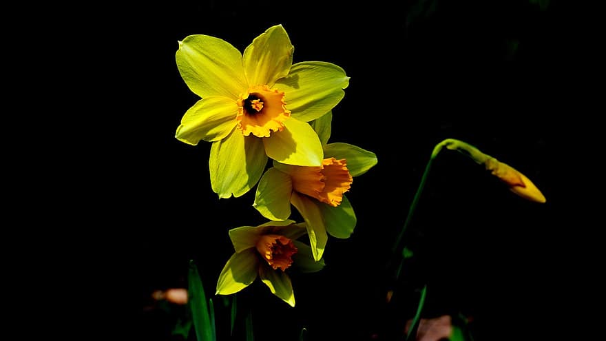 narcissus, påskeliljer, gule blomster, natur, planter, have, plante, blomst, gul, tæt på, blad