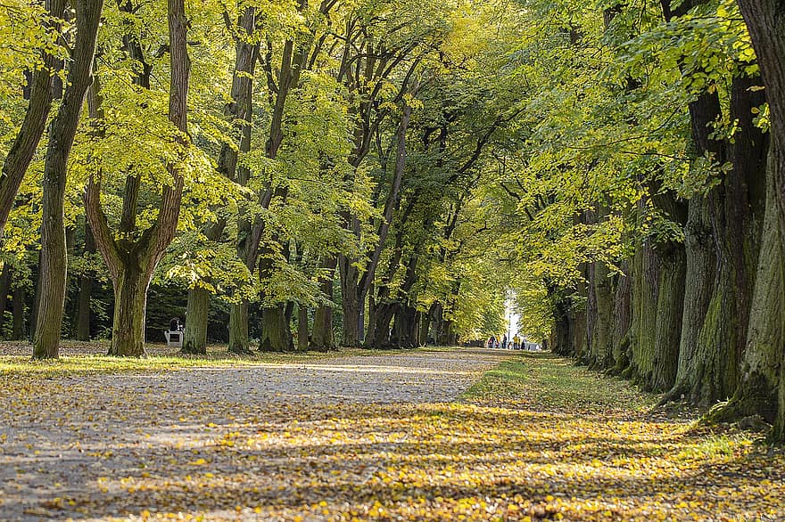 des arbres, rue, bordée d'arbres, l'automne, feuilles, feuillage, feuilles d'automne, feuillage d'automne, couleurs d'automne, saison de l'automne, feuilles jaunes