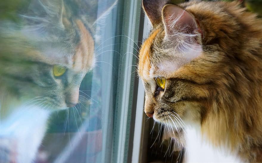 ネコ、ペット、動物、飼い猫、猫科、哺乳類、可愛い、家、反射、窓、家にいる