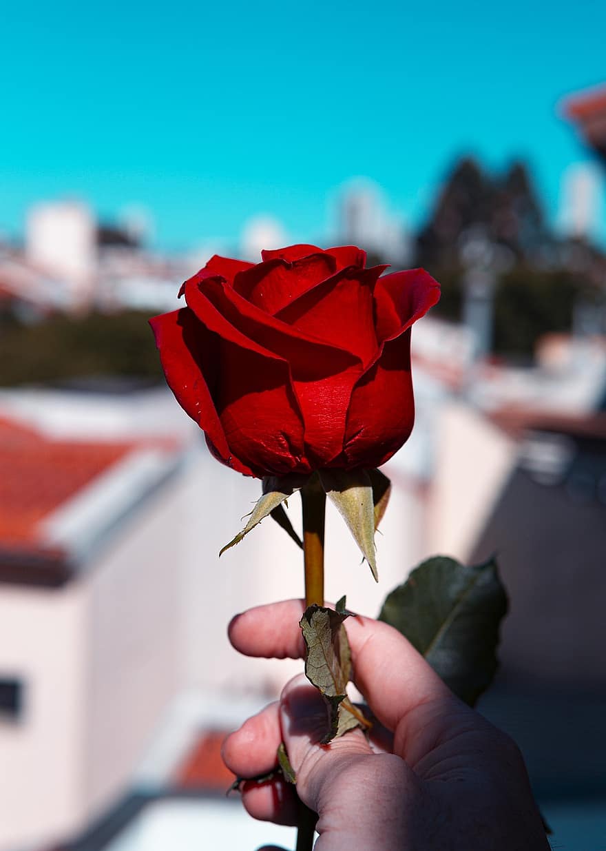 Rose, by, by-, metro, balkon, roser, blomst, Paris, barcelona, bygning, kronblade