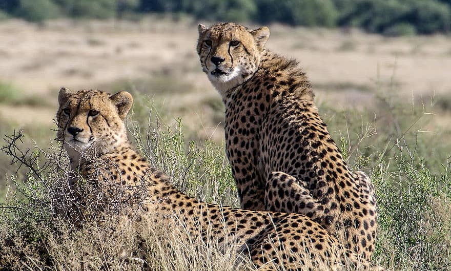 Gepard, zvířat, safari, volně žijících živočichů, savců, velké kočky, divoká zvířata, predátory, šelmy, nebezpečný, divoký