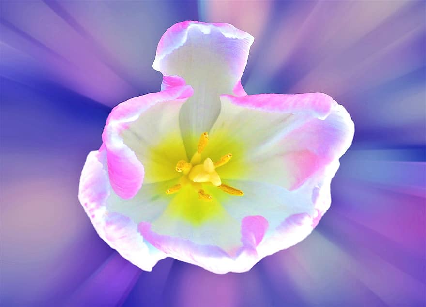 flor, tulipán, floración, naturaleza, primavera, fondo violeta, botánica