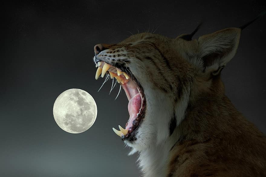 Lynx, Moon, Yawning, Surreal, Animal, Predator, Fangs, Outdoors, Night
