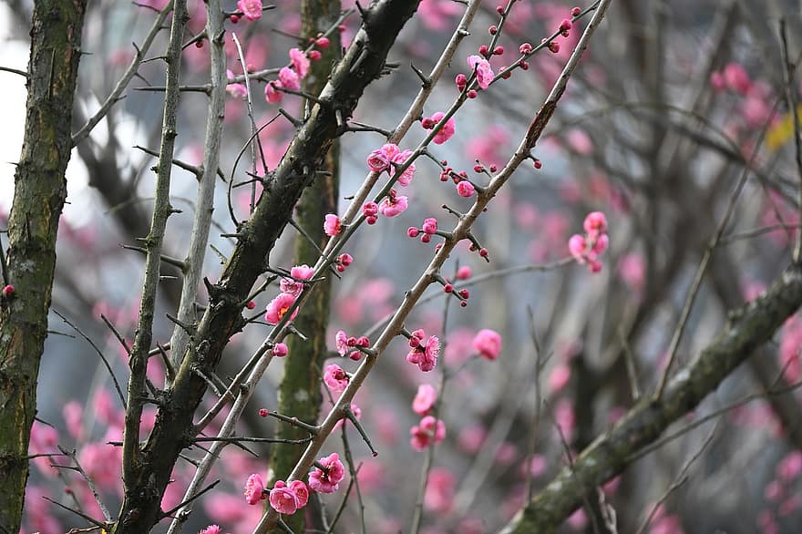 フラワーズ、春、咲く、花、植物学、成長、梅の花、ブランチ、木、ピンク色、工場