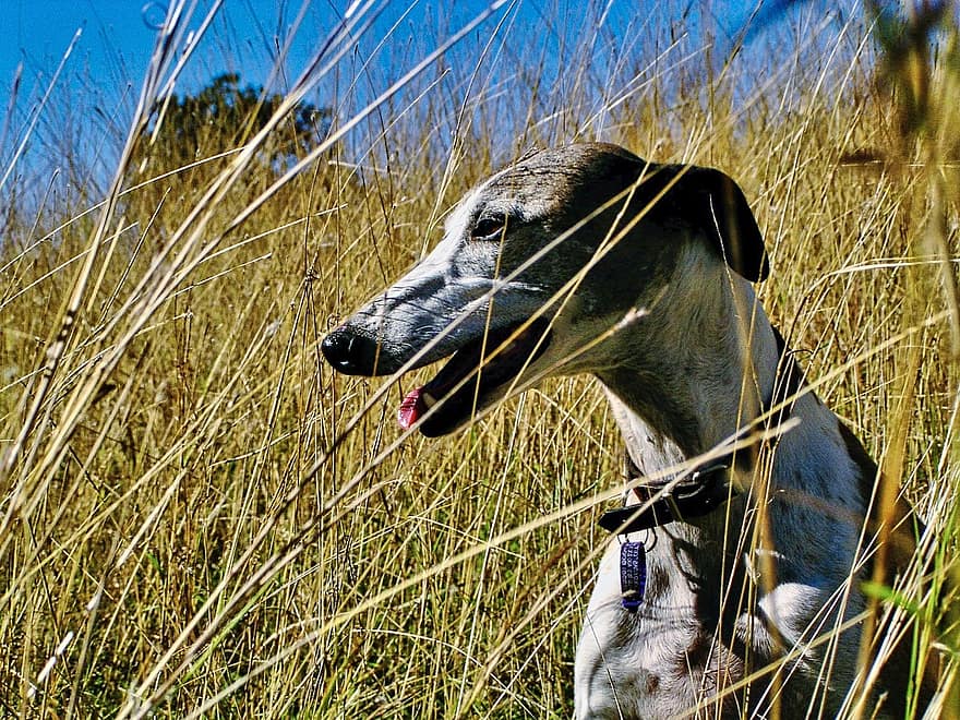 Dog, Whippet, Canine, Breed, Animal, Pet, pets, grass, purebred dog, cute, hound
