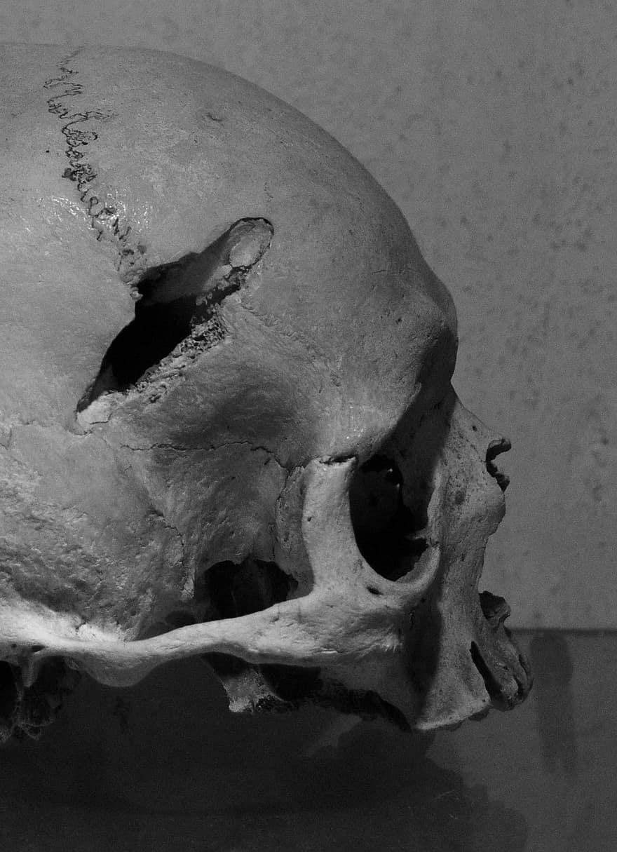 череп, скелет, голова, Констанция, черно-белый