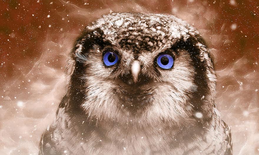 Owl, Bird, Nature, Eyes, Vintage, Retro Bird, Old Art, Digital Arts, Feather, Wildlife, Winter