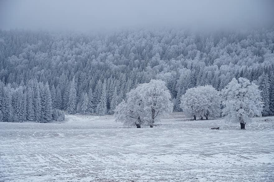 Snow, Field, Forest, Trees, Fog, Foggy, Woods, Conifers, Winter, Landscape, Nature