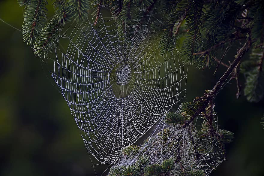 hämähäkin verkko, seitti, oksat, puu, mänty, männyn neulaset, lehdet, luonto, hämähäkinverkko, lähikuva, hämähäkki