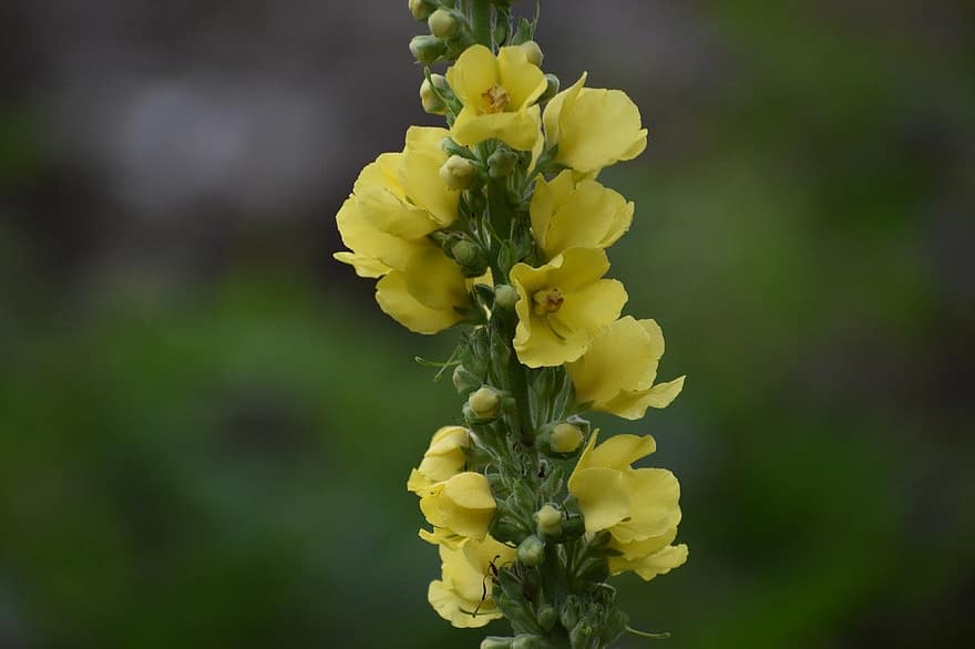 Mullein, Flowers, Plant, Yellow Flowers, Petals, Buds, Bloom, Nature