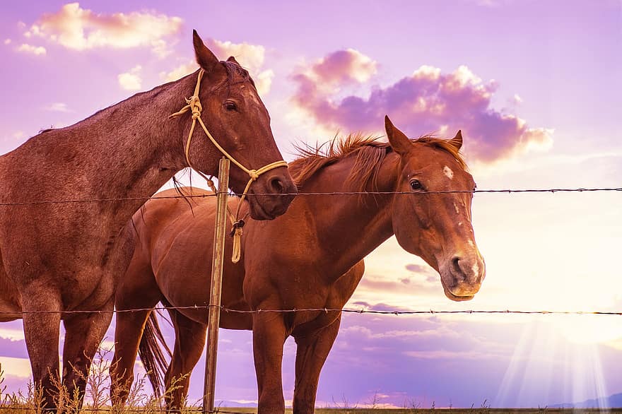 cavalos, por do sol, ocidental, oeste, castanha, animal, vaqueiro, pasto, equestre, eqüino, natureza
