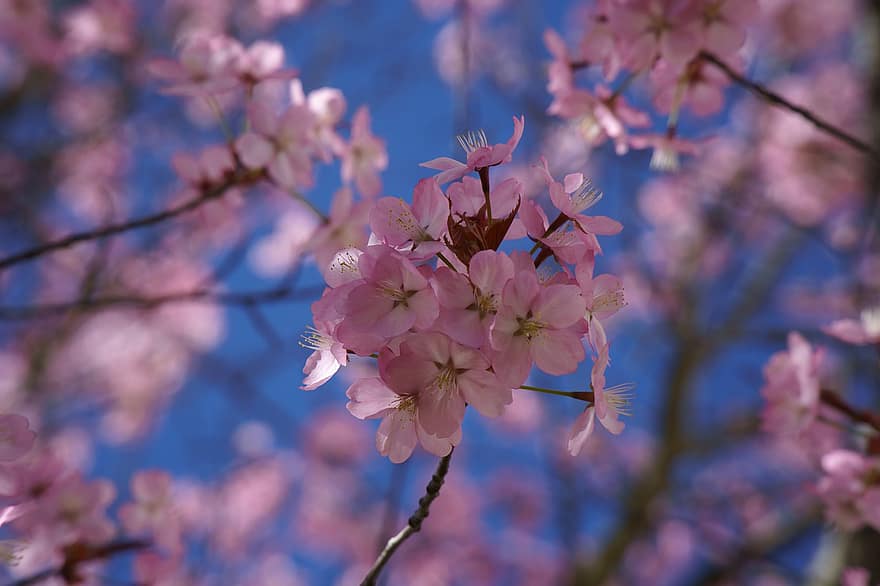 Kirschblüte, Blumen, Frühling, pinke Blumen, Sakura, blühen, Ast, Baum, Flora, Natur, Blume