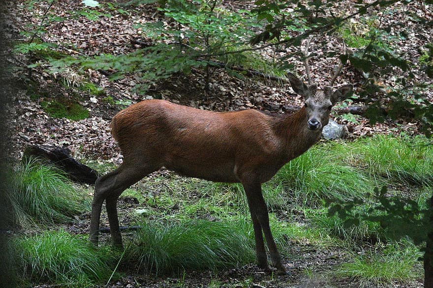 Red Deer, Antlers, Wild, Young, Hart, Nature, Animal, Forest, Forestry