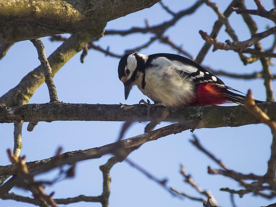 Woodpecker, Bird, Tree, Great Spotted Woodpecker, Animal, Plumage, Beak, Wood, branch, feather, animals in the wild