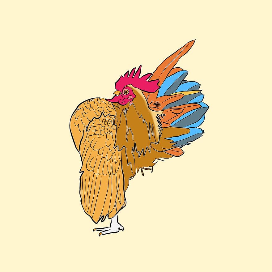 Rooster, Serama Chicken, Poultry, Chicken, Bantam Chicken, Bird, Animal, Feathers