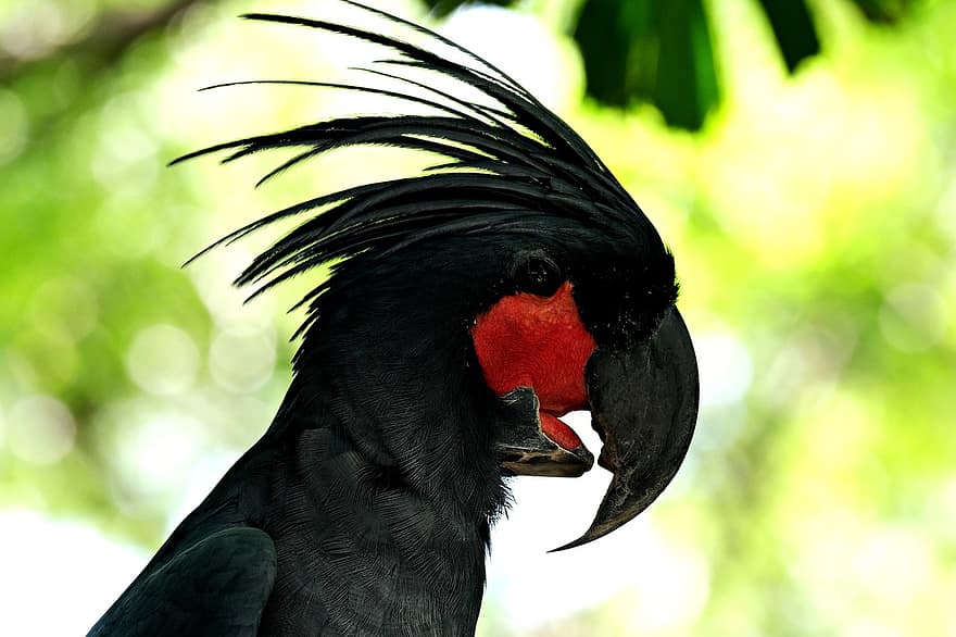 птица, пальмовый какаду, орнитология, какаду, живая природа, вид, фауна, птичий, животное, клюв, пух Перо
