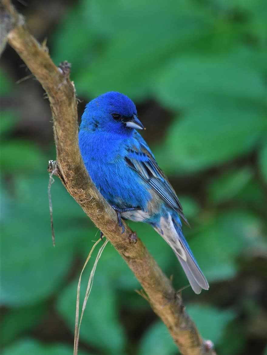 ocell, bunting, vida salvatge, songbird, posat, bonic, blau, ornitologia