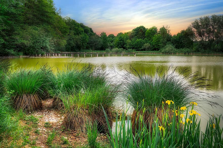 езеро, езерце, вода, речен бряг, гора, природа, тръстика, трева, цвете, лято, зелен цвят