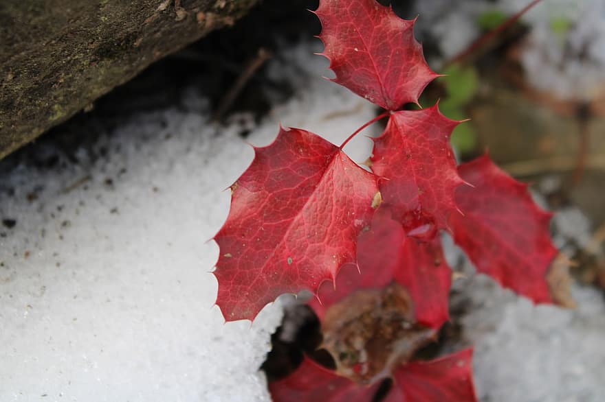 røde blade, vinter, sne, natur, Skov, flora, blad, efterår, sæson, tæt på, træ