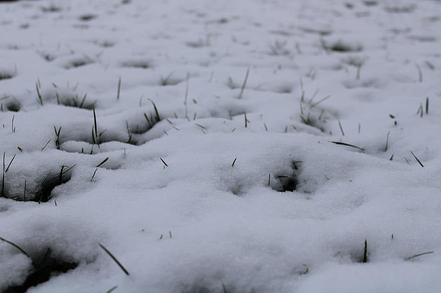 zimowy, śnieg, trawa, łąka, ścieśniać, lód, pora roku, mróz, mrożony, zbliżenie, roślina