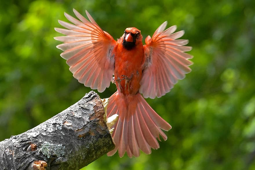 naturalesa, vida salvatge, ocell, cardenal del nord, registre, plomes, plomatge