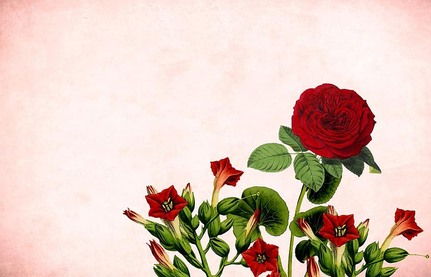 blomst, floral, rød, hage, rose, årgang, kort, Kunst, design, håndlaget, kjærlighet