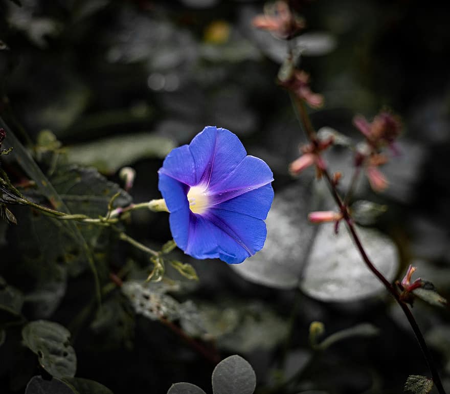petunia, flor, flor azul, pétalos azules, pétalos, floración, flora, hojas, planta
