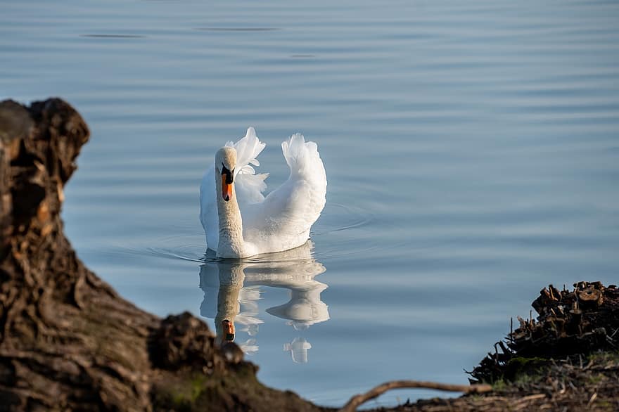 Swan, Bird, Lake, White Swan, Waterfowl, Water Bird, Aquatic Bird, Animal, Feathers, Plumage, Elegant