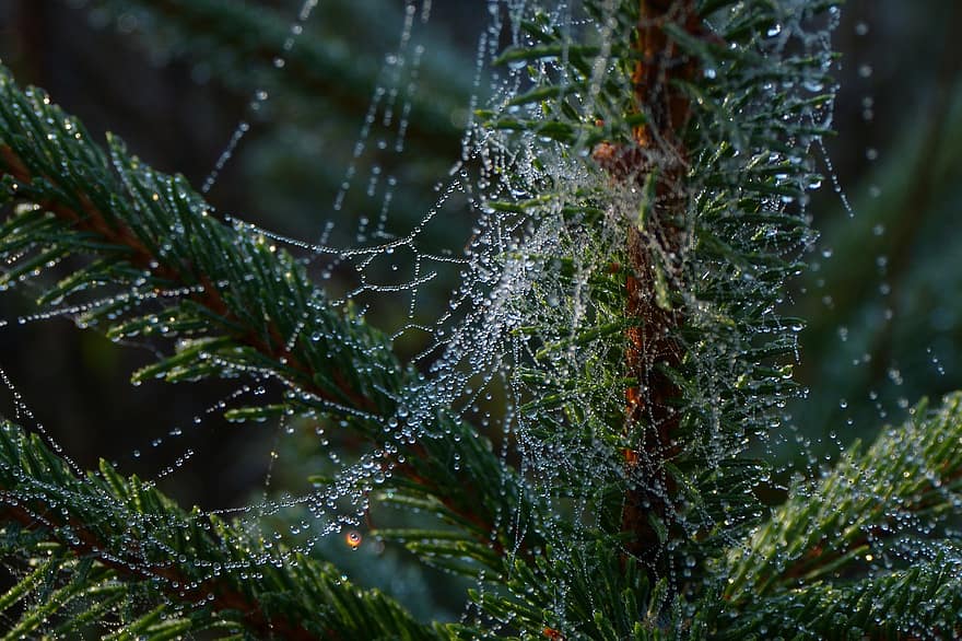 Thiên nhiên, web, giọt sương, vĩ mô