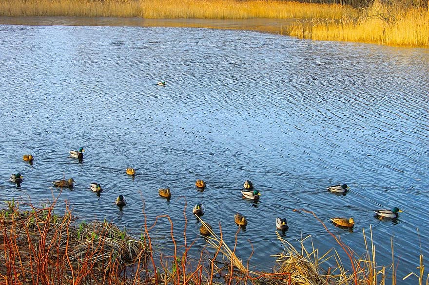 danau, burung-burung, bebek, ilmu burung, jenis, fauna, burung, binatang, air, kolam, musim gugur