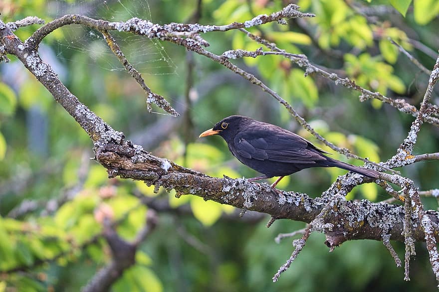 Blackbird, paukštis, vyšnios medis, filialas, juoda, dainų paukštis, gyvūnas, medis, pobūdį, plunksnos, snapas