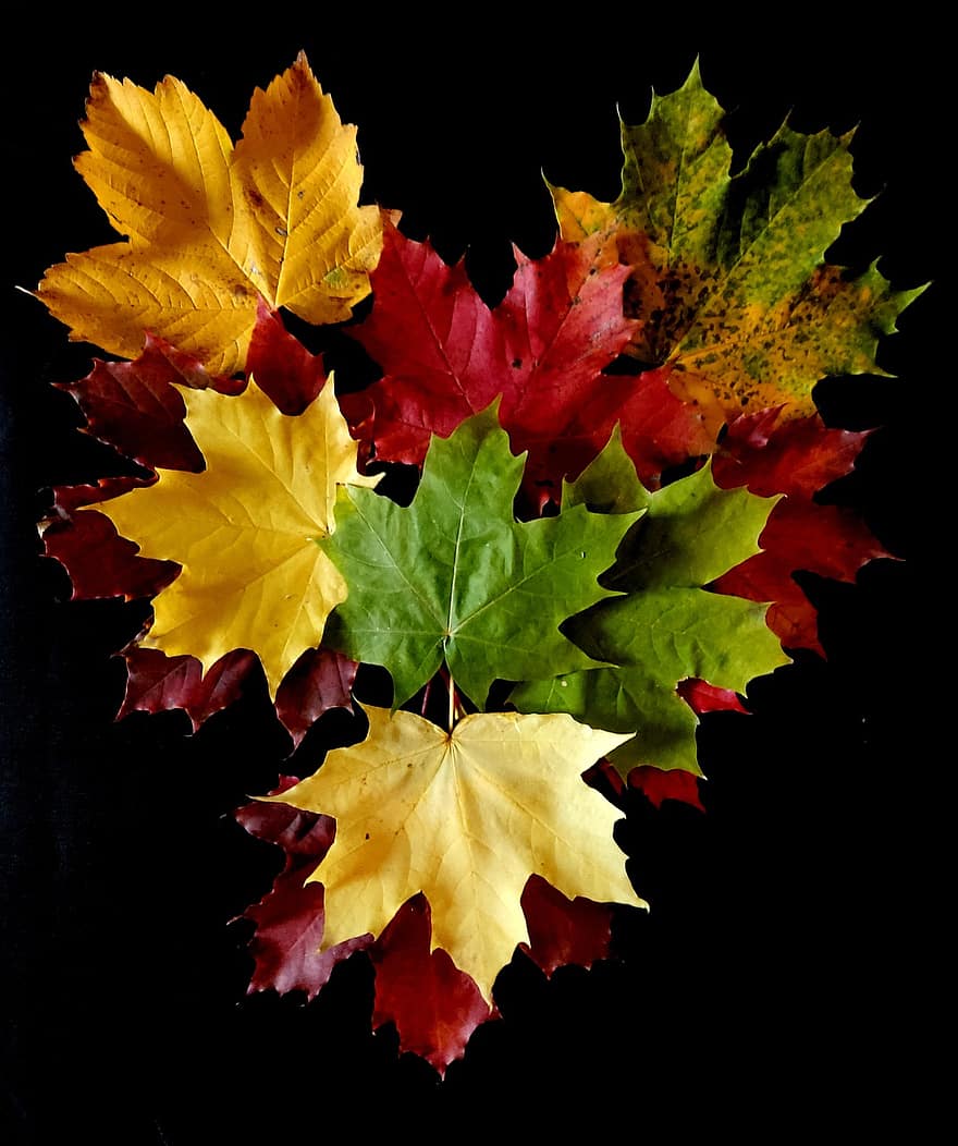hojas, otoño, naturaleza, corazón, amor, romance, hojas de arce