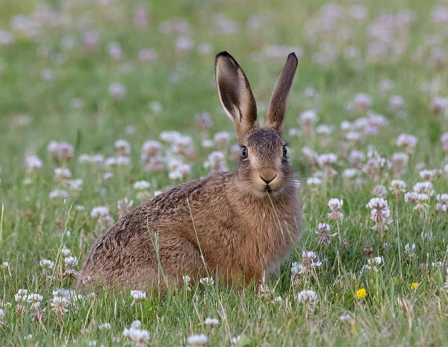 ung hare, Leveret, hare, Baby Hare, græs