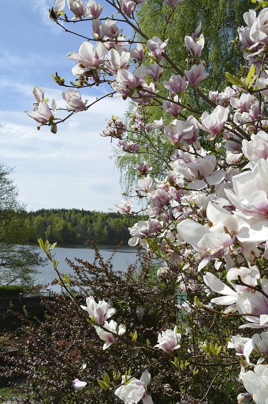magnolia, pinkki, kevät, puutarha, puu, kukka, kasvisto, valkoinen, haara, Jezioro, kwiaty