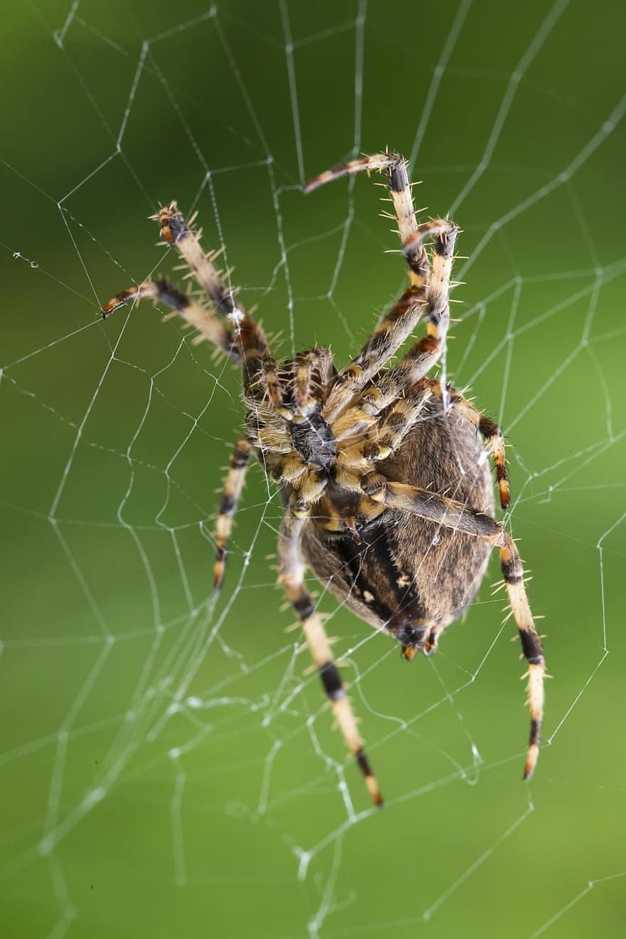 spin, web, spinachtige, geleedpotige, arachnophobia, spinnenweb, spinneweb, zijden web, natuur, dieren in het wild, kever