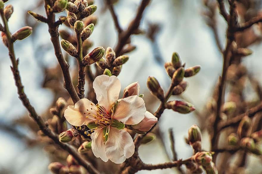 Almond Tree, Flowers, Branches, Buds, Petals, Tree, Plant, Bloom, Blossom, Nature