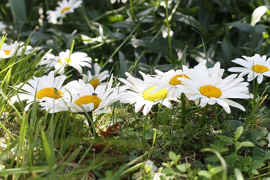 Marguerite, Flowers, Prairie, Grass, Plants