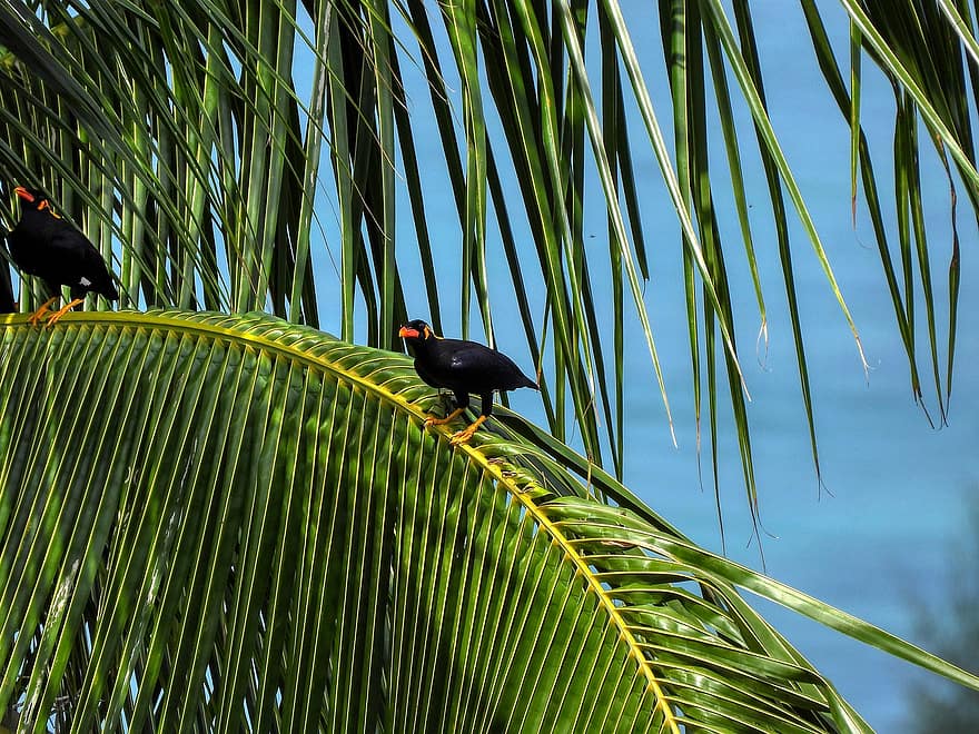 paradís, ocells, fulles de palma, fulles de coco, naturalesa, ploma, clima tropical, color verd, animals a la natura, bec, blau