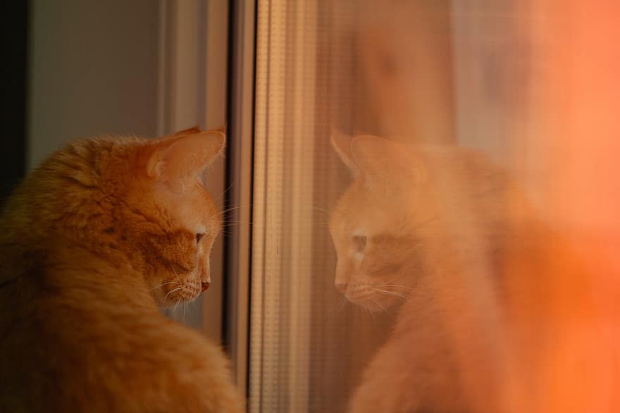 gato, janela, reflexão, animal, peitoril da janela, espelhamento, imagem espelhada, gatinha, felino, malhado, gato malhado laranja