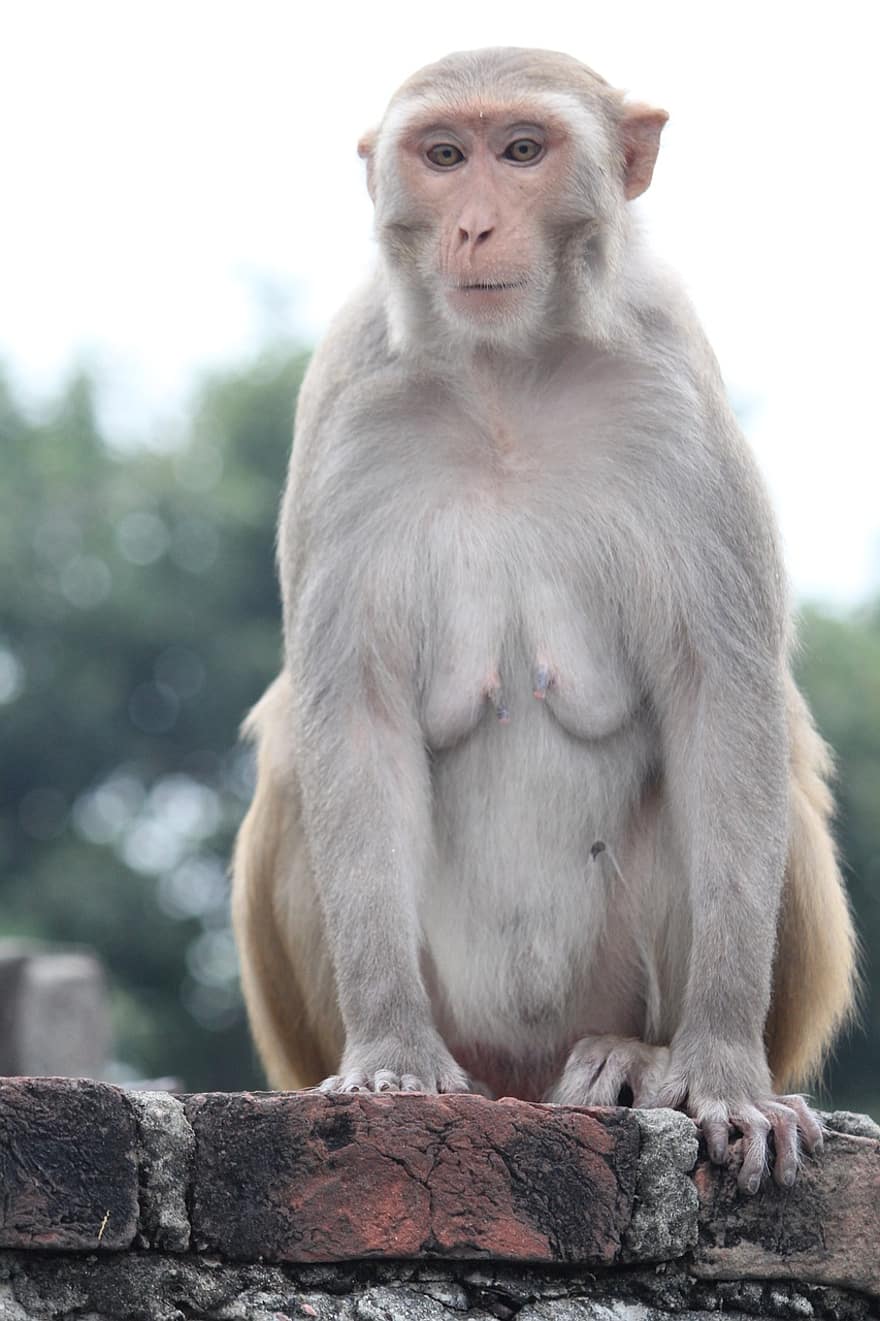 rhesus macaque, rhesus monkey, monkey, primate, macaque, animals in the wild, cute, sitting, one animal, young animal, small