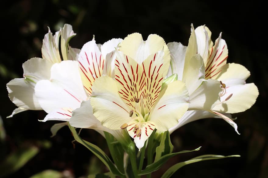 Flowers, Peruvian Lily, Plant, Lily Of The Incas, Alstroemeria, Blooms, Blossoms, Ornamental Plant, Flora, Nature, flower