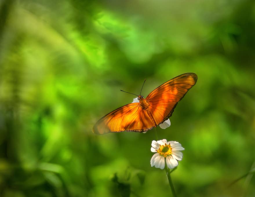 papillon, Julia Heliconian, fleur, Dryas Iulia, lépidoptères, papillon orange, insecte, animal, la nature, écologie, fermer