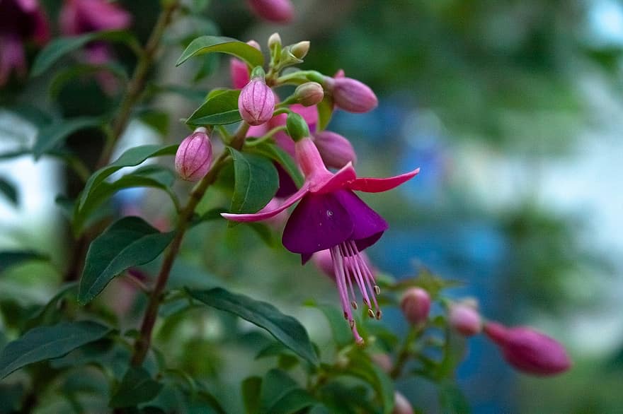 fuschia, fuchsia triphylla, Fleurs pourpres, la nature, fleur, Floraison