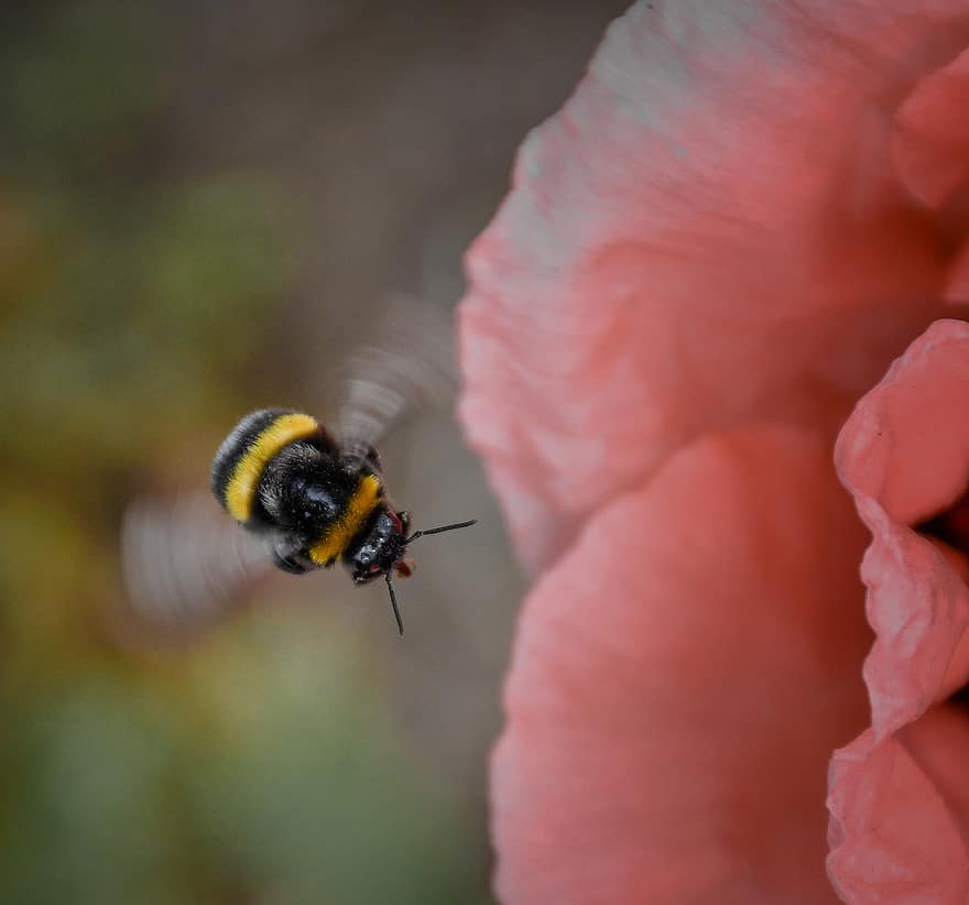 земна пчела, пчела, насекомо, полет, крилато насекомо, крила, природа, ципокрили, ентомология