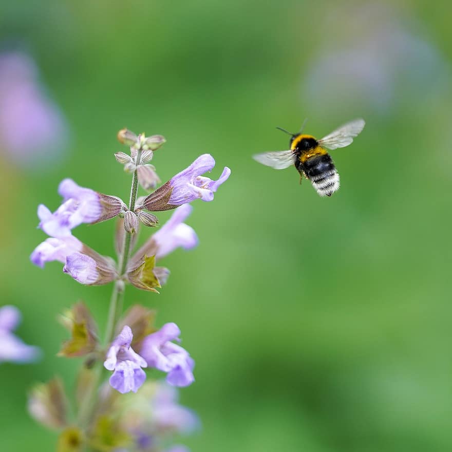 bi, pollinera, natur, vilda djur och växter, blomma, insekt, pollinering, entomologi, närbild, växt, sommar