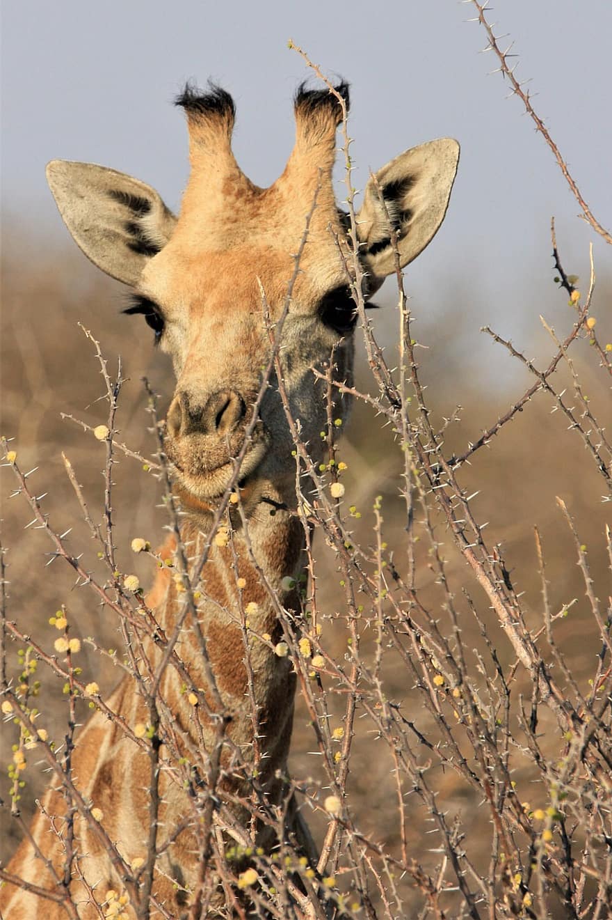 jirafa, cuerna, manchado, cuello largo, mamífero, plantas, sabana, safari, África