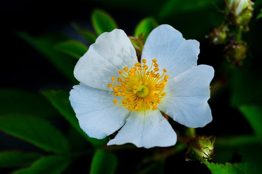 Flower, Wood Anemone, Bloom, Blossom, Growth, Macro, Petals, Botany, Wildflower, Spring, Republic Of Korea