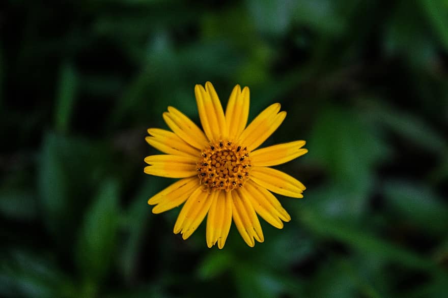 цветок, желтый цветок, полевой цветок, природа