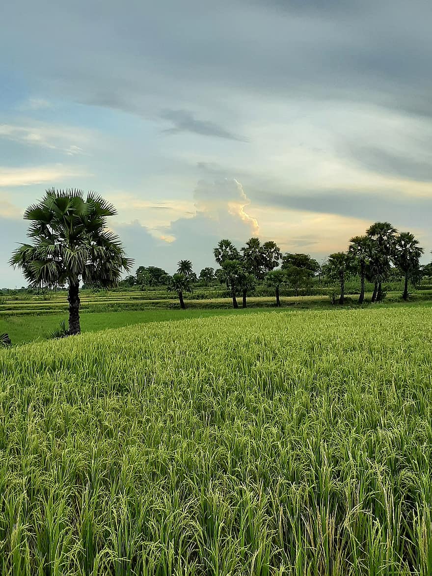 veld-, farm, landelijk, landschap, gewas, plantage, landbouw, bomen, platteland, natuur, Purulia